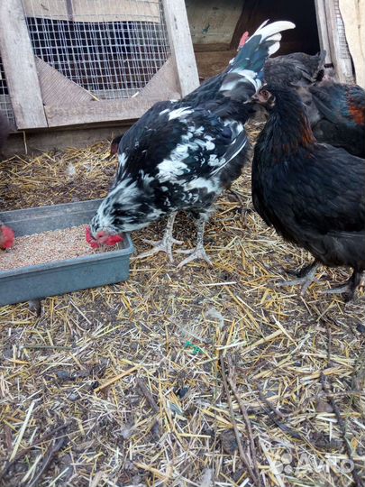 Петухи породы Австралорп черно-пестрый