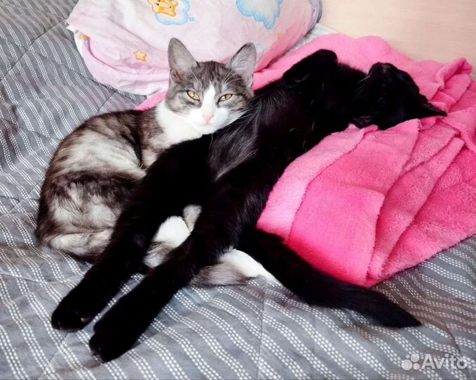 Котята в добрые руки