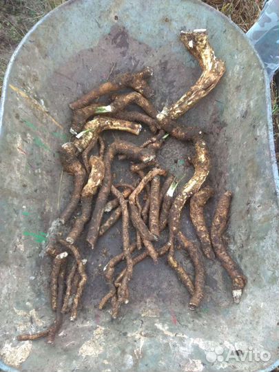 Корень хрена