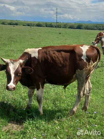 Два бычка четыре телочки