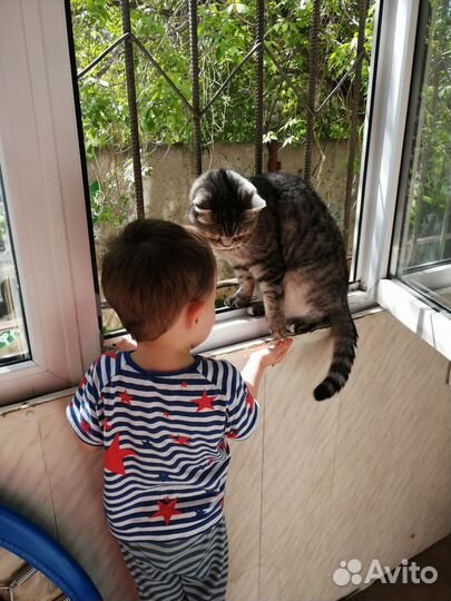 Шотландский кот в добрые руки