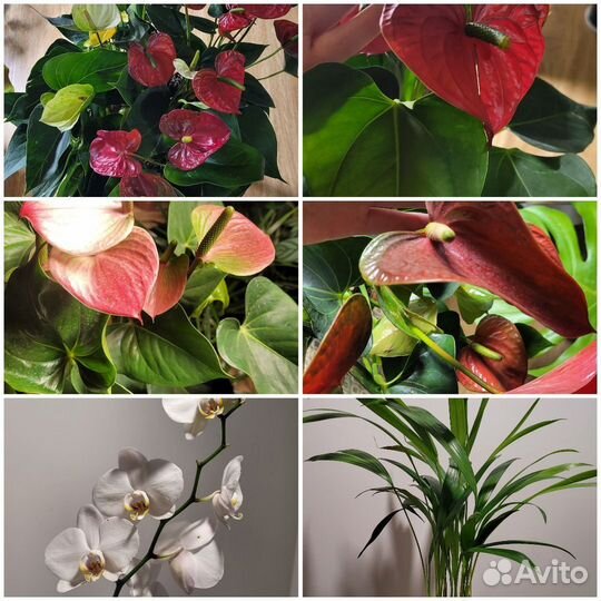 Комнатные растения