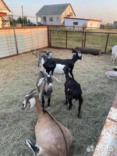 Продаем коз,козлов