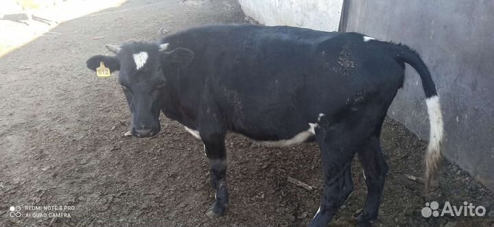 Корова высокоудойная