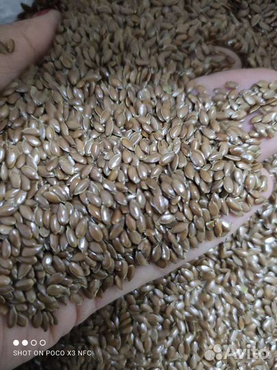 Семена Льна