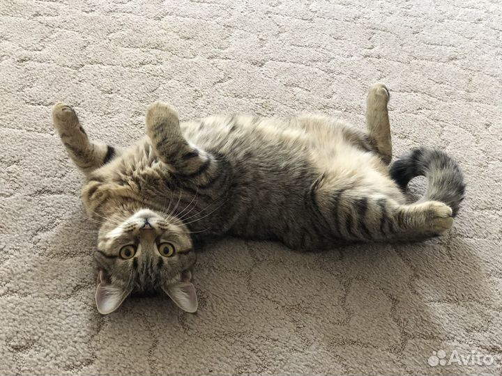 Персидская кошка