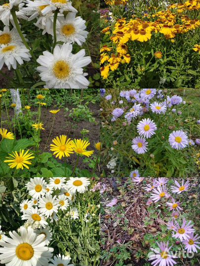 Многолетники неприхотливые и редкие