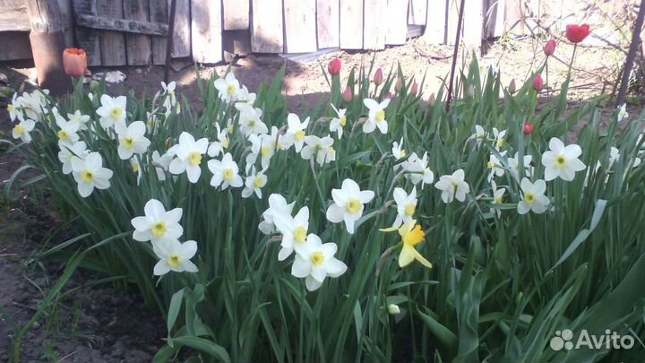 Нарциссы