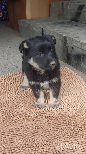 Щенок девочка