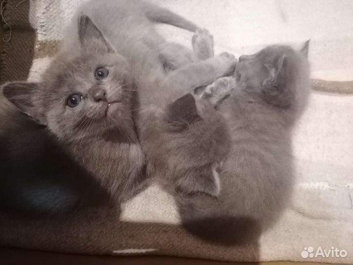 Кошки породистые бесплатно