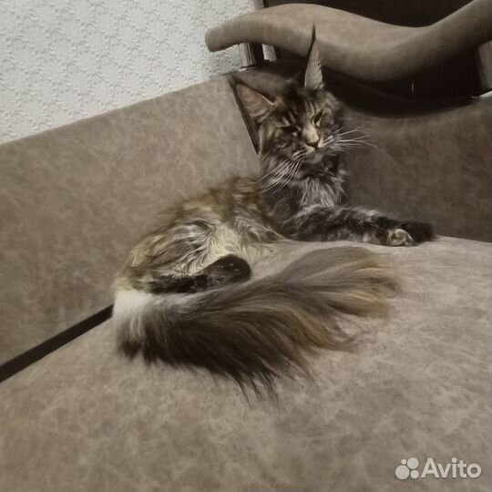 Кошка Мей Кун
