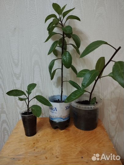 Растения джинура