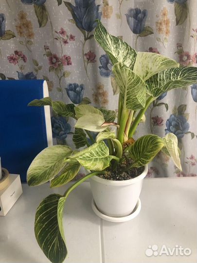 Филодендрон биркин