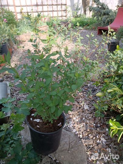 Растения для сада