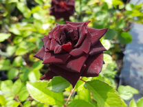 Роза патио темно красная