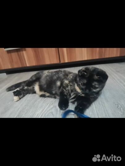 Мачкин девочка