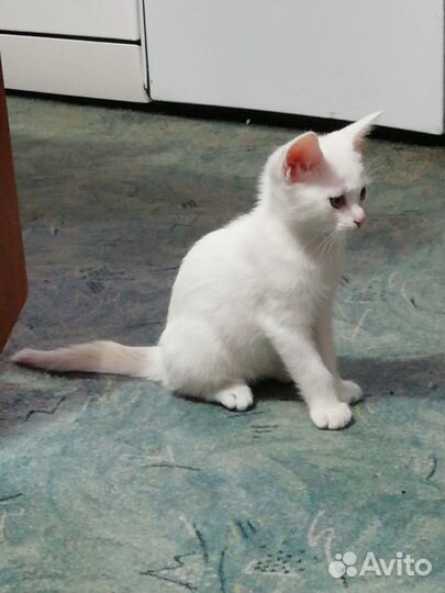 Британские котята