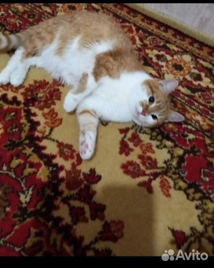 Кошки в добрые руки