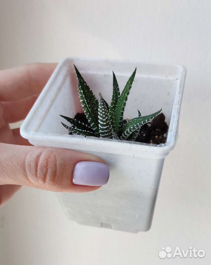 Хавортия полосатая в горшке