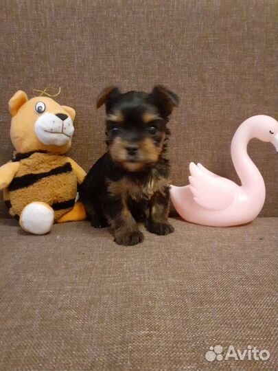 Йоркширский терьер