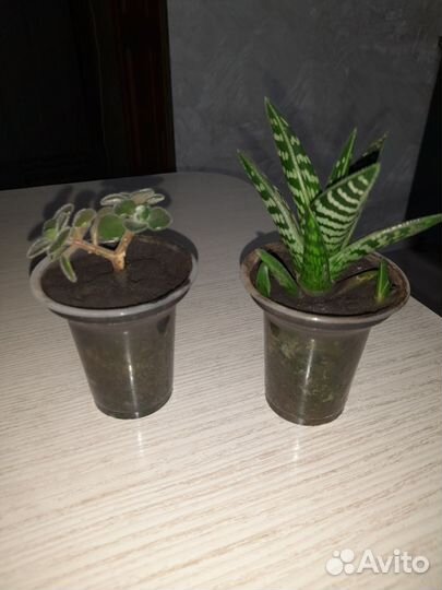 Аихризон(дерево любви) и алоэ пестрый