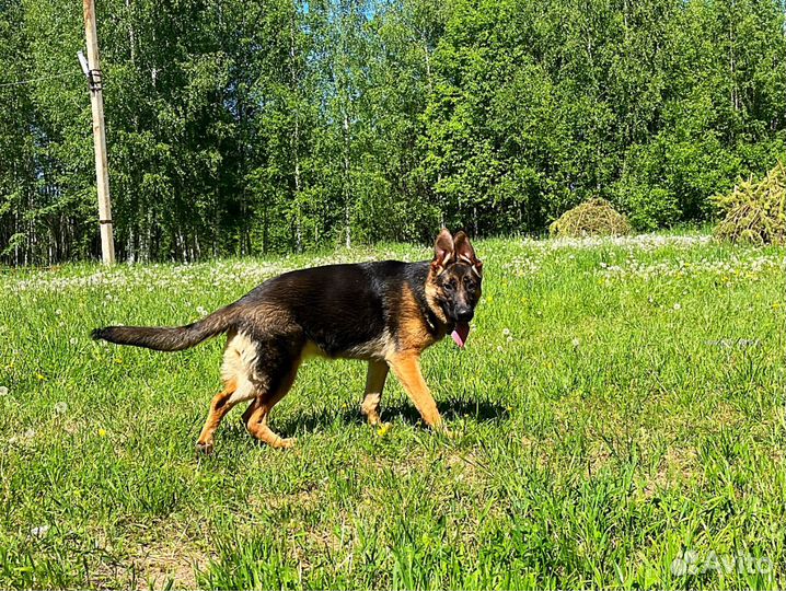 Немецкая овчарка. Девчонка
