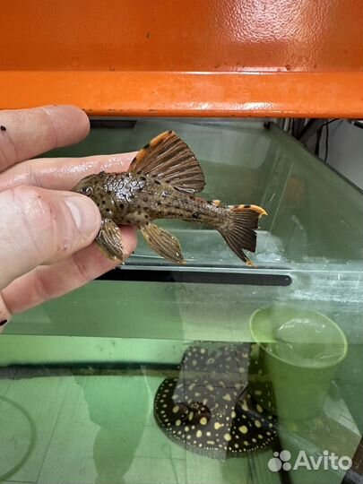 Сом L14 L239 L128 L067