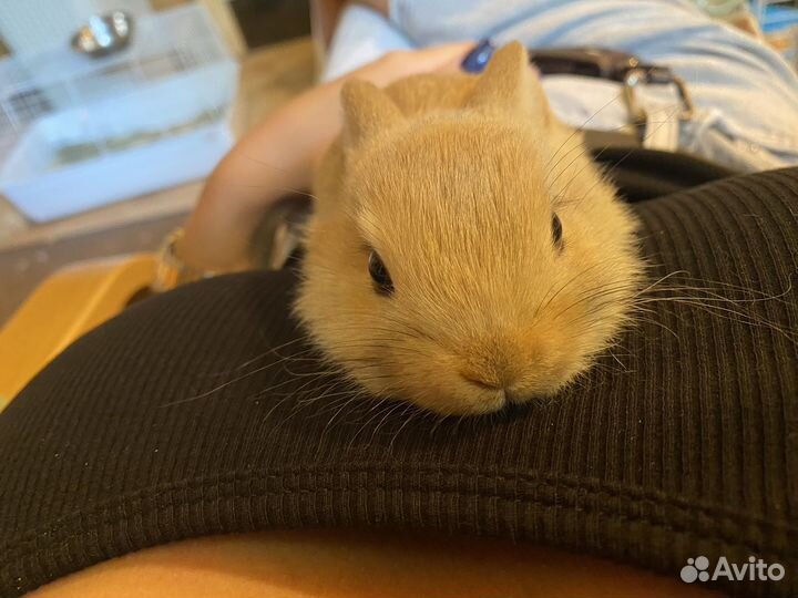 Декоративные кролики мини