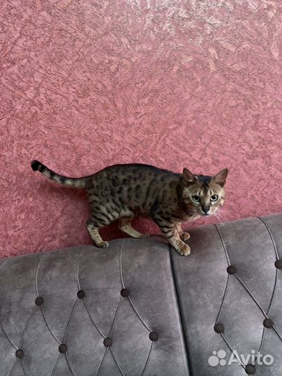 Бенгальская кошка