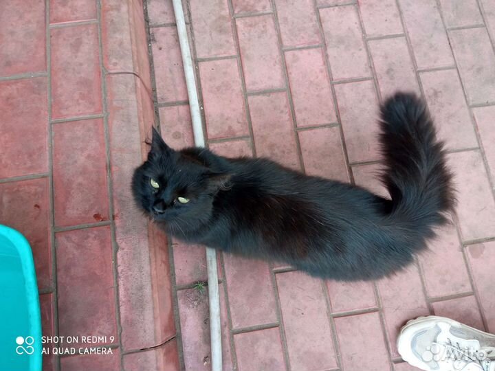 Кошка в дар