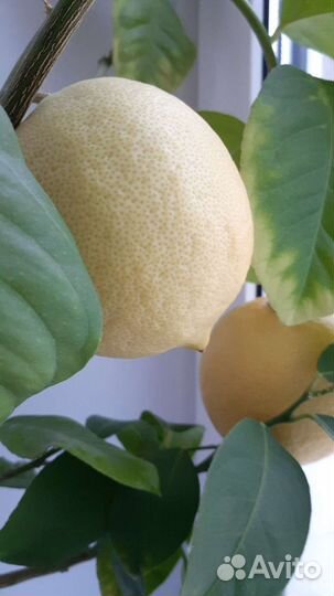 Лимонные деревца