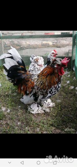 Алтайская бентамка