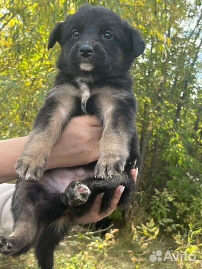 Щенки 2 месяца с доставкой