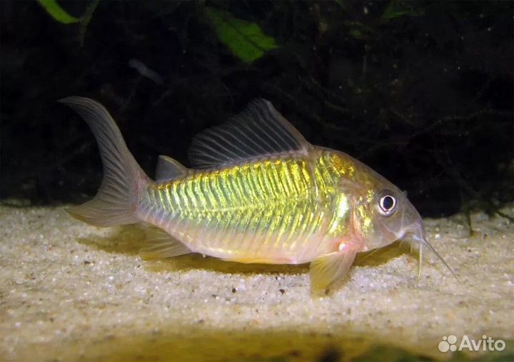 Гуппи чистая линия, скалярии, коридорасы, гурами