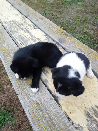 Охранники для вашего дома