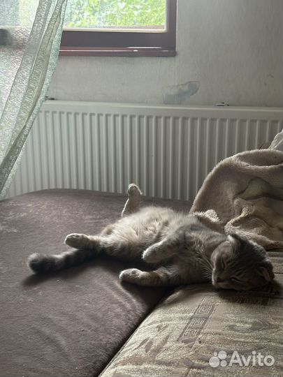Кошки в добрые руки