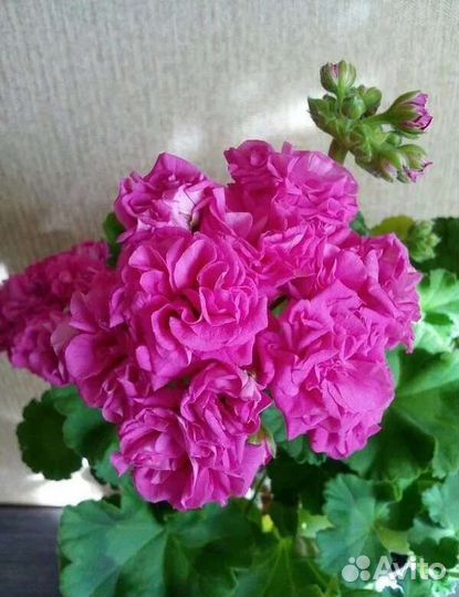 Пеларгония герань