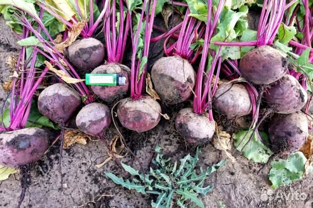 Свекла оптом