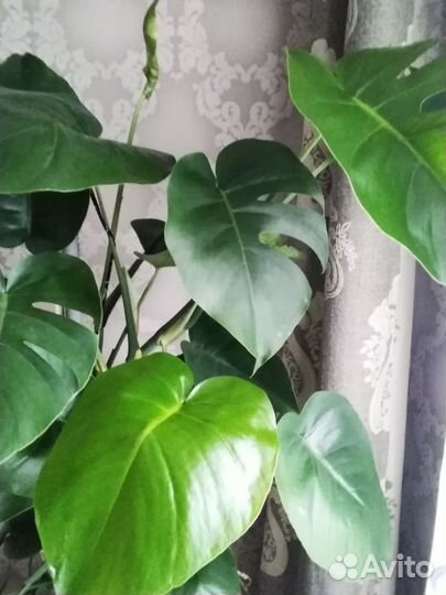 Монстера,алое