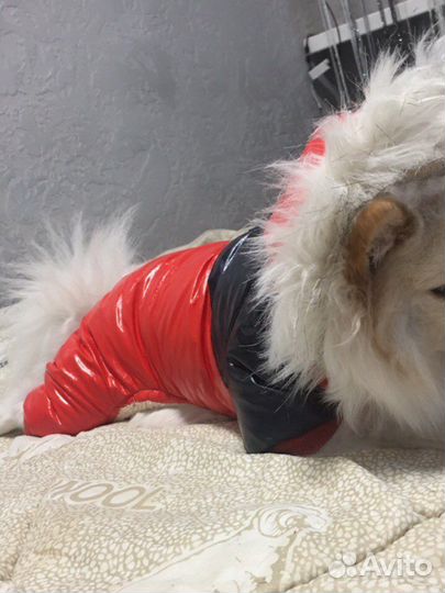 Зимний костюм для собак мелких пород