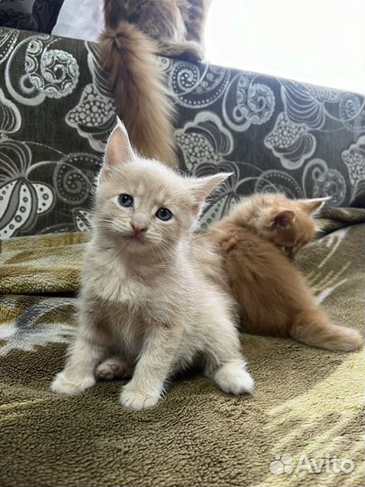 Котята мейн-кун