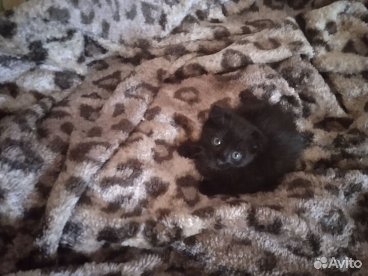 Котенок девочка британец