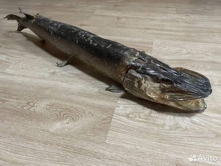 Чучело щуки