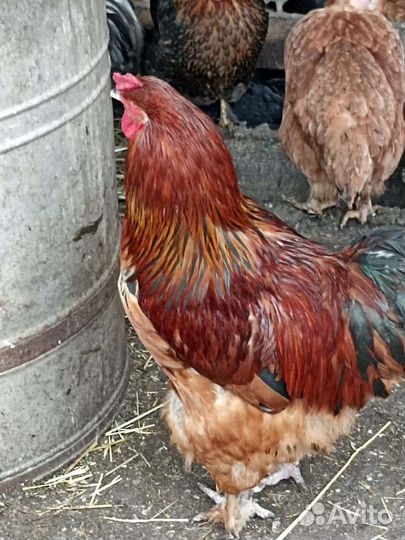 Инкубационное яйцо