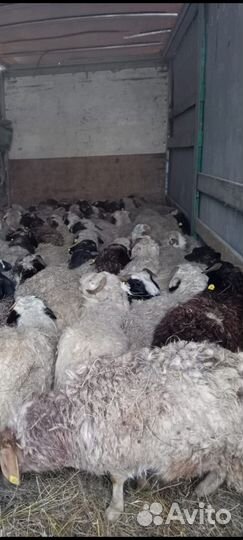 Овцы бараны ягнята