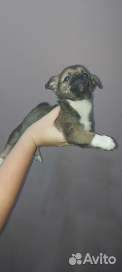 Продам маленьких щенят