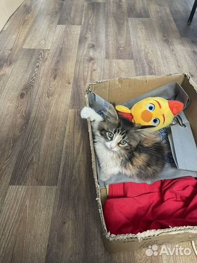 Трехцветный котенок девочка