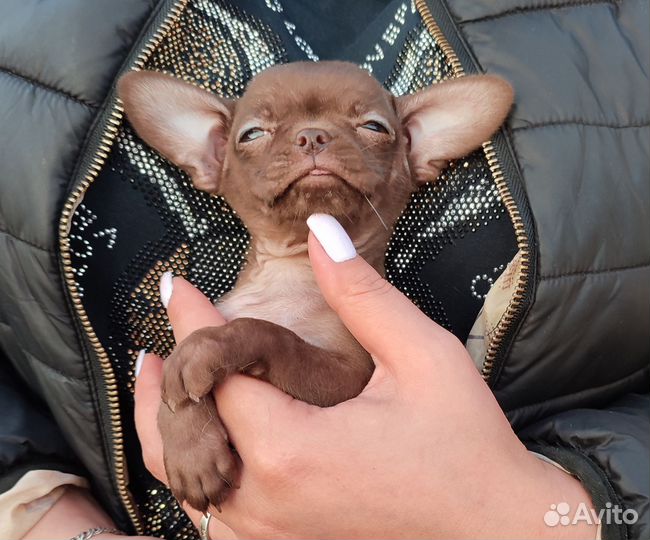 Девочки шоколадки