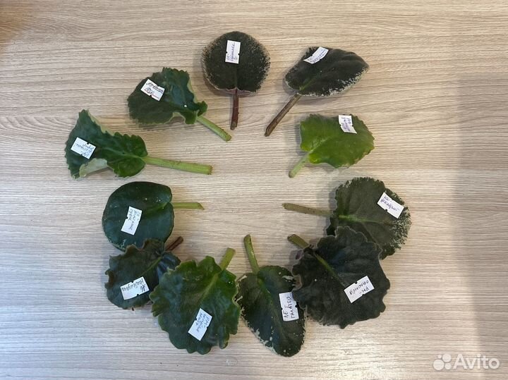 Листья черенки сортовых фиалок комнатные цветы