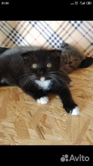 Шотландские котята